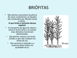 BRIÓFITAS
• São plantas avasculares (ausência
    de vasos condutores); os líquidos
   são conduzidos por difusão célula
                 a célula.
     O que limita o tamanho desses
                 vegetais.
 • O transporte de água de célula a
     célula é muito lento e as células
        mais distantes morreriam
              desidratadas.
  • São plantas comuns em locais
      úmidos e que não recebem luz
               direta do sol.
   • São sensíveis à poluição e a
         ausência delas indica má
             qualidade do ar.
 
