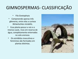 GIMNOSPERMAS- CLASSIFICAÇÃO
     •   Filo Gnetophyta
  • Compreende apenas três
   g6eneros, entre elas a curiosa
      Welwitschias mirabilis.
• Essa planta possui a raiz e o
imenso caule, ricos em reserva de
água, completamente enterrados
         no solo arenoso.
 • Os estróbilos masculinos e
    femininos são formados em
         plantas distintas.
 