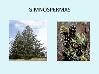 GIMNOSPERMAS
 