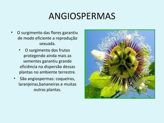 ANGIOSPERMAS
•    O surgimento das flores garantiu
      de modo eficiente a reprodução
                  sexuada.
      • O surgimento dos frutos
         protegendo ainda mais as
         sementes garantiu grande
       eficiência na dispersão dessas
       plantas no ambiente terrestre.
    • São angiospermas: coqueiros,
      laranjeiras,bananeiras e muitas
               outras plantas.
 