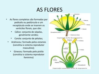 AS FLORES
•    As flores completas são formadas por
          pedicelo ou pedúnculo e um
        receptáculo onde se inserem os
            verticilos florais, que são:
       • Cálice: conjunto de sépalas,
               geralmente verdes;
       • Corola: conjunto de pétalas;
    • Androceu: formado pelos estames
        (constitui o sistema reprodutor
                    masculino);
      • Gineceu: formado pelo pistilo
        (constitui o sistema reprodutor
                     feminino)
 