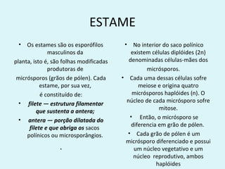 ESTAME
 •   Os estames são os esporófilos        •   No interior do saco polínico
              masculinos da                 existem células diplóides (2n)
planta, isto é, são folhas modificadas     denominadas células-mães dos
              produtoras de                        micrósporos.
 micrósporos (grãos de pólen). Cada      • Cada uma dessas células sofre
           estame, por sua vez,                 meiose e origina quatro
           é constituído de:                 micrósporos haplóides (n). O
  • filete — estrutura filamentar         núcleo de cada micrósporo sofre
         que sustenta a antera;                         mitose.
                                            • Então, o micrósporo se
  • antera — porção dilatada do
                                             diferencia em grão de pólen.
      filete e que abriga os sacos
     polínicos ou microsporângios.         • Cada grão de pólen é um
                                          micrósporo diferenciado e possui
                  .                           um núcleo vegetativo e um
                                              núcleo reprodutivo, ambos
                                                       haplóides
 