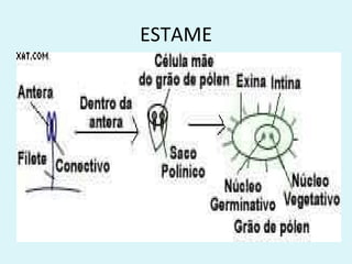 ESTAME
 