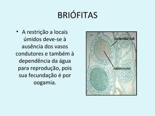 BRIÓFITAS
• A restrição a locais
   úmidos deve-se à
  ausência dos vasos
condutores e também à
 dependência da água
 para reprodução, pois
 sua fecundação é por
       oogamia.
 