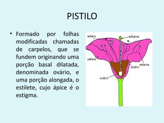 PISTILO
• Formado por folhas
  modificadas chamadas
  de carpelos, que se
  fundem originando uma
  porção basal dilatada,
  denominada ovário, e
  uma porção alongada, o
  estilete, cujo ápice é o
  estigma.
 