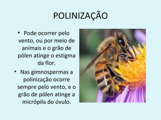 POLINIZAÇÃO
 • Pode ocorrer pelo
  vento, ou por meio de
   animais e o grão de
 pólen atinge o estigma
          da flor.
• Nas gimnospermas a
    polinização ocorre
 sempre pelo vento, e o
 grão de pólen atinge a
   micrópila do óvulo.
 
