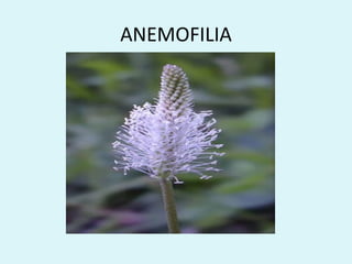 ANEMOFILIA
 