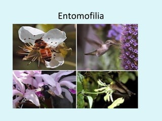 Entomofilia
 