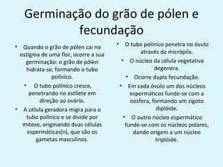 Germinação do grão de pólen e
            fecundação
•                                    •      O tubo polínico penetra no óvulo
  Quando o grão de pólen cai no
 estigma de uma flor, ocorre a sua                através da micrópila.
   germinação: o grão de pólen            • O núcleo da célula vegetativa
   hidrata-se, formando o tubo                          degenera.
              polínico.                     • Ocorre dupla fecundação.
  • O tubo polínico cresce,              • Em cada óvulo um dos núcleos
     penetrando no estilete em                espermáticos funde-se com a
        direção ao ovário.                    oosfera, formando um zigoto
• A célula geradora migra para o                         diplóide.
   tubo polínico e se divide por           • O outro núcleo espermático
  mitose, originando duas células           funde-se com os núcleos polares,
    espermáticas(n), que são os                dando origem a um núcleo
       gametas masculinos.                              triplóide.
 