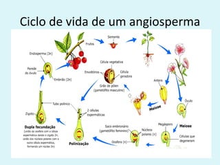 Ciclo de vida de um angiosperma
 
