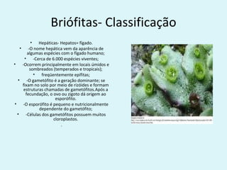 Briófitas- Classificação
        • Hepáticas- Hepatos= fígado.
  • -O nome hepática vem da aparência de
      algumas espécies com o fígado humano;
    • -Cerca de 6.000 espécies viventes;
• -Ocorrem principalmente em locais úmidos e
       sombreados (temperados e tropicais);
         • freqüentemente epífitas;
 • -O gametófito é a geração dominante; se
   fixam no solo por meio de rizóides e formam
   estruturas chamadas de gametófitos.Após a
     fecundação, o ovo ou zigoto dá origem ao
                    esporófito.
• -O esporófito é pequeno e nutricionalmente
           dependente do gametófito;
 • -Células dos gametófitos possuem muitos
                   cloroplastos.
                       .
 