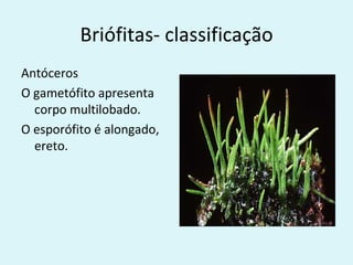 Briófitas- classificação
Antóceros
O gametófito apresenta
  corpo multilobado.
O esporófito é alongado,
  ereto.
 