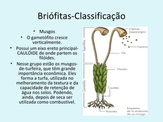 Briófitas-Classificação
            • Musgos
     • O gametófito cresce
            verticalmente.
• Possui um eixo ereto principal-
  CAULÓIDE de onde partem os
               filóides.
• Nesse grupo estão os musgos-
    de-turfeira, que têm grande
   importância econômica. Eles
     forma a turfa, utilizada no
  melhoramento da textura e da
    capacidade de retenção de
     água nos solos. Podendo,
      ainda, depois de seca ser
    utilizada como combustível.
 