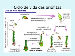 Ciclo de vida das briófitas
 