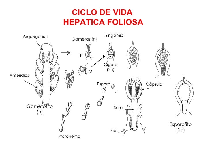 Briófitas