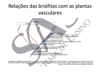 Relações das briófitas com as plantas
             vasculares
 