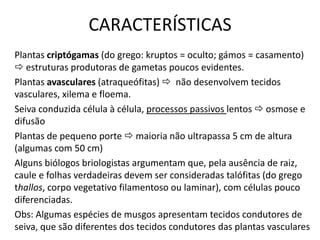 CARACTERÍSTICAS
Plantas criptógamas (do grego: kruptos = oculto; gámos = casamento)
 estruturas produtoras de gametas poucos evidentes.
Plantas avasculares (atraqueófitas)  não desenvolvem tecidos
vasculares, xilema e floema.
Seiva conduzida célula à célula, processos passivos lentos  osmose e
difusão
Plantas de pequeno porte  maioria não ultrapassa 5 cm de altura
(algumas com 50 cm)
Alguns biólogos briologistas argumentam que, pela ausência de raiz,
caule e folhas verdadeiras devem ser consideradas talófitas (do grego
thallos, corpo vegetativo filamentoso ou laminar), com células pouco
diferenciadas.
Obs: Algumas espécies de musgos apresentam tecidos condutores de
seiva, que são diferentes dos tecidos condutores das plantas vasculares
 