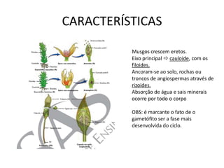 CARACTERÍSTICAS

          Musgos crescem eretos.
          Eixo principal  cauloide, com os
          filoides.
          Ancoram-se ao solo, rochas ou
          troncos de angiospermas através de
          rizoides.
          Absorção de água e sais minerais
          ocorre por todo o corpo

          OBS: é marcante o fato de o
          gametófito ser a fase mais
          desenvolvida do ciclo.
 