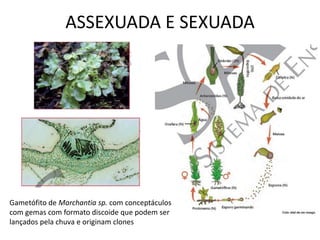 ASSEXUADA E SEXUADA




Gametófito de Marchantia sp. com conceptáculos
com gemas com formato discoide que podem ser
lançados pela chuva e originam clones
 