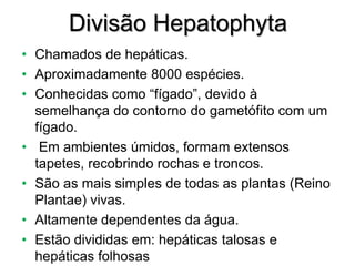 Divisão Hepatophyta
• Chamados de hepáticas.
• Aproximadamente 8000 espécies.
• Conhecidas como “fígado”, devido à
semelhança do contorno do gametófito com um
fígado.
• Em ambientes úmidos, formam extensos
tapetes, recobrindo rochas e troncos.
• São as mais simples de todas as plantas (Reino
Plantae) vivas.
• Altamente dependentes da água.
• Estão divididas em: hepáticas talosas e
hepáticas folhosas
 
