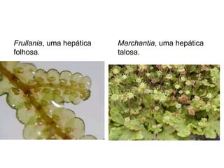 Frullania, uma hepática
folhosa.
Marchantia, uma hepática
talosa.
 