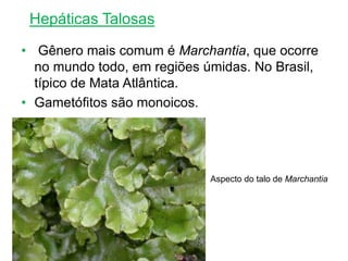 • Gênero mais comum é Marchantia, que ocorre
no mundo todo, em regiões úmidas. No Brasil,
típico de Mata Atlântica.
• Gametófitos são monoicos.
Aspecto do talo de Marchantia
Hepáticas Talosas
 