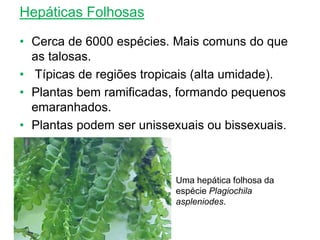 Hepáticas Folhosas
• Cerca de 6000 espécies. Mais comuns do que
as talosas.
• Típicas de regiões tropicais (alta umidade).
• Plantas bem ramificadas, formando pequenos
emaranhados.
• Plantas podem ser unissexuais ou bissexuais.
Uma hepática folhosa da
espécie Plagiochila
aspleniodes.
 