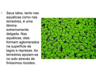 • Seus talos, tanto nas
aquáticas como nas
terrestres, é uma
lâmina
extremamente
delgada. Nas
aquáticas, elas
formam aglomerados
na superfície de
lagos e represas. As
terrestres apoiam-se
no solo através de
finíssimos rizoides.
 