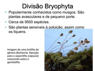 Divisão Bryophyta
• Popularmente conhecidos como musgos. São
plantas avasculares e de pequeno porte.
• Cerca de 9500 espécies.
• São plantas sensíveis à poluição, assim como
os liquens.
Imagem de uma briófita do
gênero Bartramia. Atenção
para o esporófito (cápsula)
crescendo sobre o
gametófito.
 