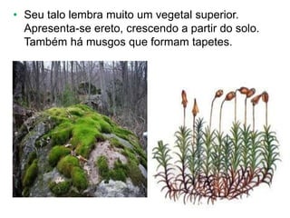 • Seu talo lembra muito um vegetal superior.
Apresenta-se ereto, crescendo a partir do solo.
Também há musgos que formam tapetes.
 