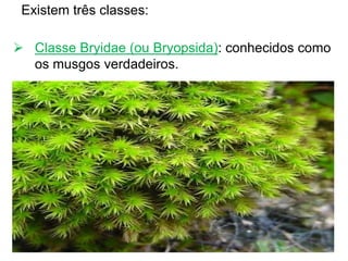 Existem três classes:
 Classe Bryidae (ou Bryopsida): conhecidos como
os musgos verdadeiros.
 