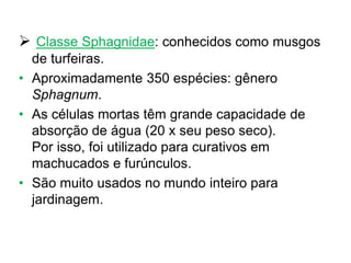  Classe Sphagnidae: conhecidos como musgos
de turfeiras.
• Aproximadamente 350 espécies: gênero
Sphagnum.
• As células mortas têm grande capacidade de
absorção de água (20 x seu peso seco).
Por isso, foi utilizado para curativos em
machucados e furúnculos.
• São muito usados no mundo inteiro para
jardinagem.
 