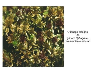 O musgo esfagno,
do
gênero Sphagnum,
em ambiente natural.
 