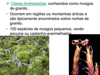 Classe Andreaeidae: conhecidos como musgos
de granito.
• Ocorrem em regiões ou montanhas árticas e
são tipicamente encontrados sobre rochas de
granito.
• 100 espécies de musgos pequenos, verde-
escuros ou castanho-avermelhados.
 
