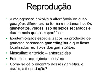 Reprodução
• A metagênese envolve a alternância de duas
gerações diferentes na forma e no tamanho. Os
gametófitos, verdes, são de sexos separados e
duram mais que os esporófitos.
• Existem órgãos especializados na produção de
gametas chamados gametângios e que ficam
localizados no ápice dos gametófitos.
• Masculino: anterídio – anterozoides.
• Feminino: arquegônio – oosfera.
• Como se dá o encontro desses gametas, e
assim, a fecundação?
 