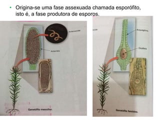 • Origina-se uma fase assexuada chamada esporófito,
isto é, a fase produtora de esporos.
 