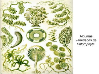 Algumas
variedades de
Chlorophyta.
 