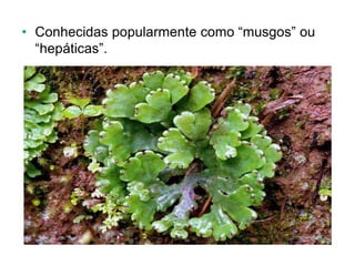 • Conhecidas popularmente como “musgos” ou
“hepáticas”.
 