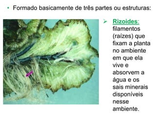 • Formado basicamente de três partes ou estruturas:
 Rizoides:
filamentos
(raízes) que
fixam a planta
no ambiente
em que ela
vive e
absorvem a
água e os
sais minerais
disponíveis
nesse
ambiente.
 