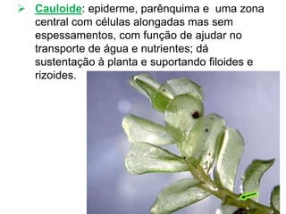  Cauloide: epiderme, parênquima e uma zona
central com células alongadas mas sem
espessamentos, com função de ajudar no
transporte de água e nutrientes; dá
sustentação à planta e suportando filoides e
rizoides.
 