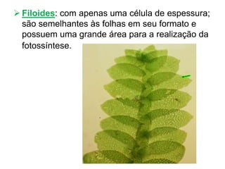  Filoides: com apenas uma célula de espessura;
são semelhantes às folhas em seu formato e
possuem uma grande área para a realização da
fotossíntese.
 