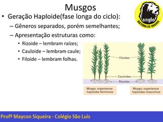 Musgos
• Geração Haploide(fase longa do ciclo):
– Gêneros separados, porém semelhantes;
– Apresentação estruturas como:
• Rizoide – lembram raízes;
• Cauloide – lembram caule;
• Filoide – lembram folhas.
 
