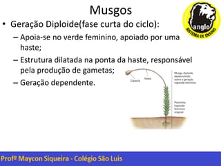 Musgos
• Geração Diploide(fase curta do ciclo):
– Apoia-se no verde feminino, apoiado por uma
haste;
– Estrutura dilatada na ponta da haste, responsável
pela produção de gametas;
– Geração dependente.
 