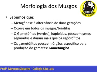 Morfologia dos Musgos
• Sabemos que:
– Metagênese é alternância de duas gerações
– Ocorre em todos os musgos/briófitas
– O Gametófitos (verdes), haploides, possuem sexos
separados e duram mais que os esporófitos
– Os gametófitos possuem órgãos específico para
produção de gametas: Gametângios
 