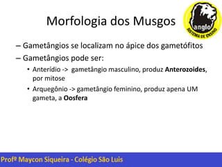 Morfologia dos Musgos
– Gametângios se localizam no ápice dos gametófitos
– Gametângios pode ser:
• Anterídio -> gametângio masculino, produz Anterozoides,
por mitose
• Arquegônio -> gametângio feminino, produz apena UM
gameta, a Oosfera
 