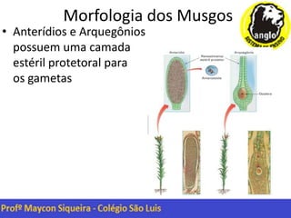 Morfologia dos Musgos
• Anterídios e Arquegônios
possuem uma camada
estéril protetoral para
os gametas
 