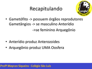 Recapitulando
• Gametófito -> possuem órgãos reprodutores
Gametângios -> se masculino Anterídio
->se feminino Arquegônio
• Anterídio produz Anterozoides
• Arquegônio produz UMA Oosfera
 