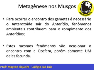 Metagênese nos Musgos
• Para ocorrer o encontro dos gametas é necessário
o Anterozoide sair do Anterídio, fenômenos
ambientais contribuem para o rompimento dos
Anterídios;
• Estes mesmos fenômenos vão ocasionar o
encontro com a Oosfera, porém somente UM
deles fecunda.
 