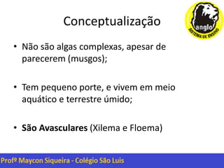 Conceptualização
• Não são algas complexas, apesar de
parecerem (musgos);
• Tem pequeno porte, e vivem em meio
aquático e terrestre úmido;
• São Avasculares (Xilema e Floema)
 