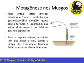 Metagênese nos Musgos
• Após então, sofrer divisões
mitóticas e formar o embrião que
gera o Esporófito Jovem(2n), que já
adulto formará o Esporângio, que
vai produzir esporos por Meiose,
gerando esporos(n)
• Para os esporos saírem, a caliptra
tem que secar e cair, caindo a
tampa do esporângio também.
Assim os esporos vão ser liberados.
 